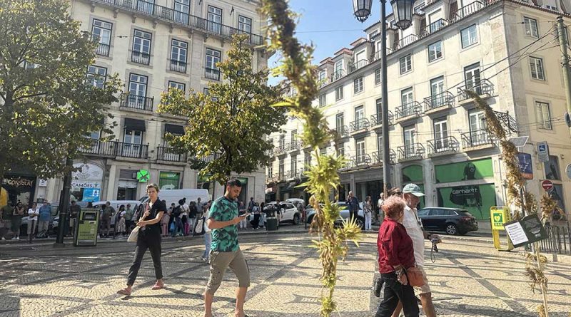 More Than 500 Industrial Hemp Plants Distributed in Lisbon