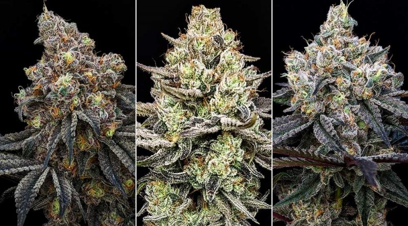 Phylos: Redefining Cannabis Cultivation With Feminized F1 Hybrid Seeds