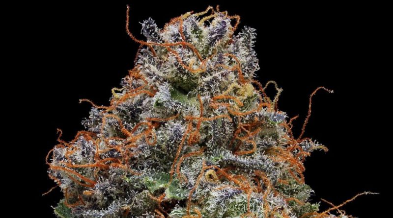 Strain Review Blackberry Kush Cannabis Now