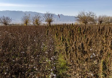 A Glimpse Into Afghanistan's Traditional Cannabis Culture