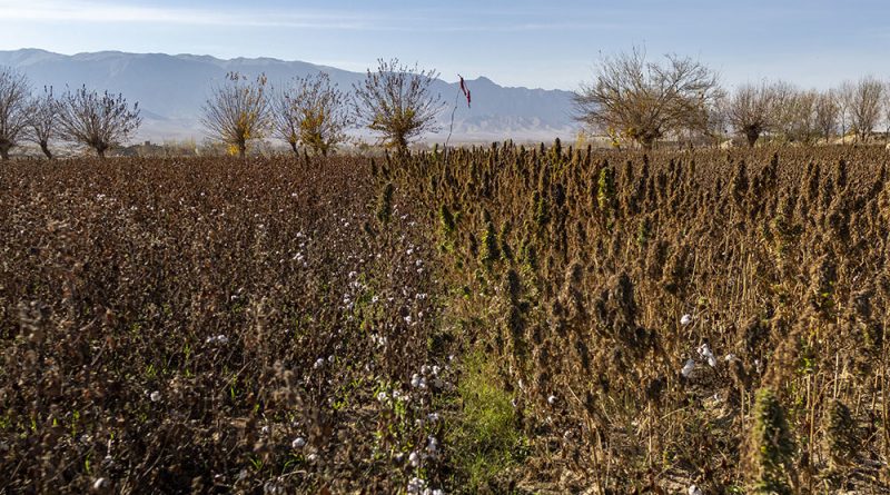 A Glimpse Into Afghanistan's Traditional Cannabis Culture