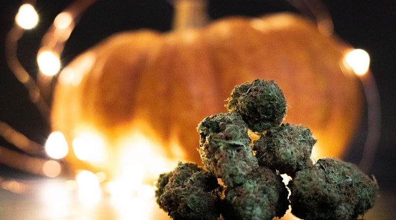 The Top 10 Strains for Your Halloween Weekend