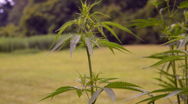 Hemp Industry Speaks Out Against Ohio Bill That Would Ban Intoxicating Cannabinoid Products