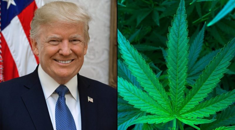 Marijuana Groups Send Trump A Wish List For Upcoming Term, Including Protecting Gun Rights For Cannabis Consumers