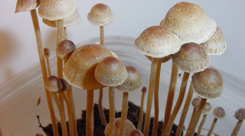 Oregon's Psilocybin Industry Aims To Fine-Tune State's First-In-Nation Therapeutic Psychedelics System In 2025