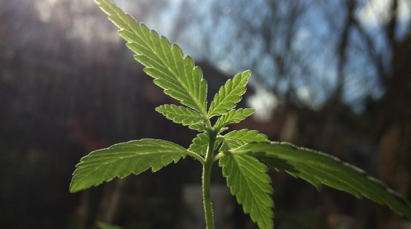 Top Ohio Lawmaker Wants To Restrict Marijuana Homegrow Rights And Strengthen THC Potency Caps