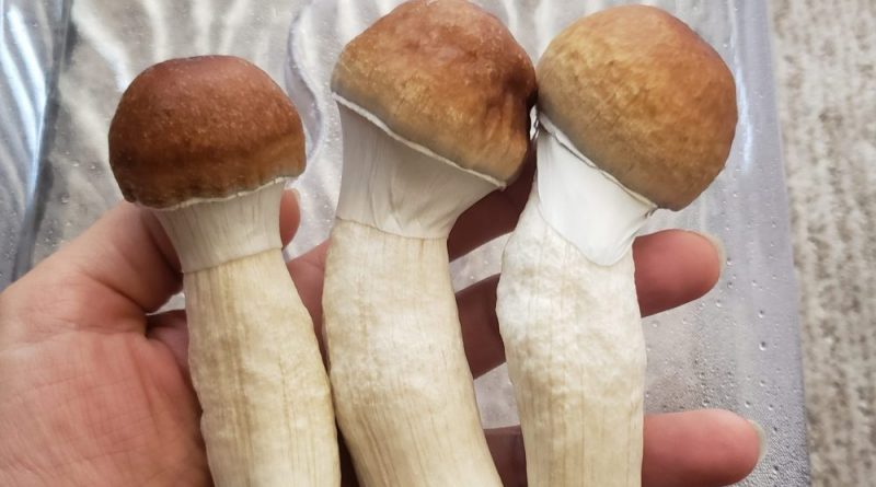 New York Senators File Bill To Legalize Psilocybin Therapy In 2025