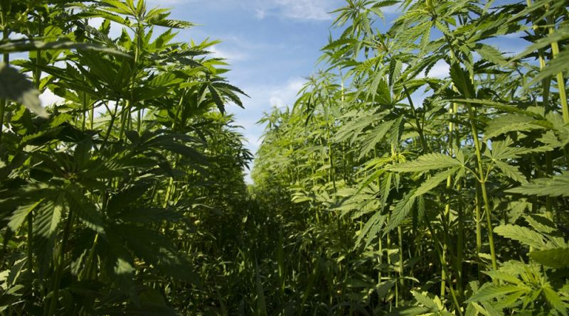 USDA Set To Launch Latest National Survey Of Hemp Farmers To Better Understand Industry Trends