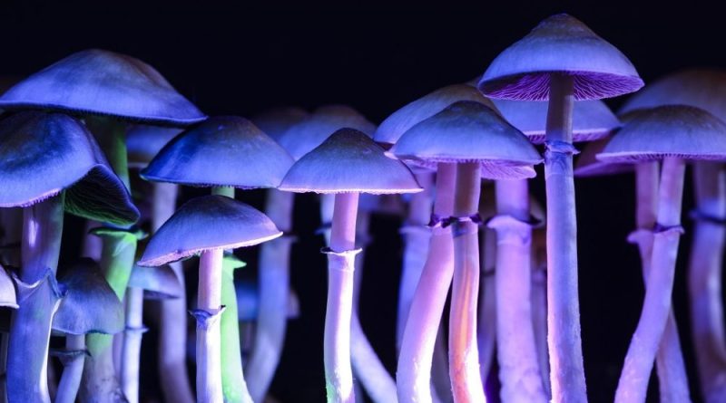 Nevada Activists Press Lawmakers To Approve Psychedelic Mushroom Pilot Program This Year