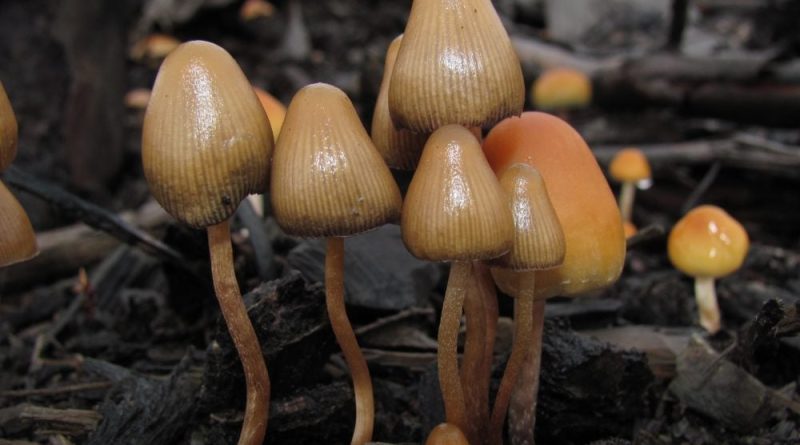 Virginia House Panel Kills Psychedelics Bill That Had Already Been Approved By The Senate