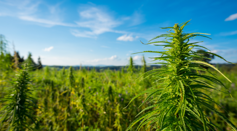 California State Fair Will Again Feature On-Site Marijuana Sales And Consumption, With New Award Categories For Blunts, Hash And Chocolates