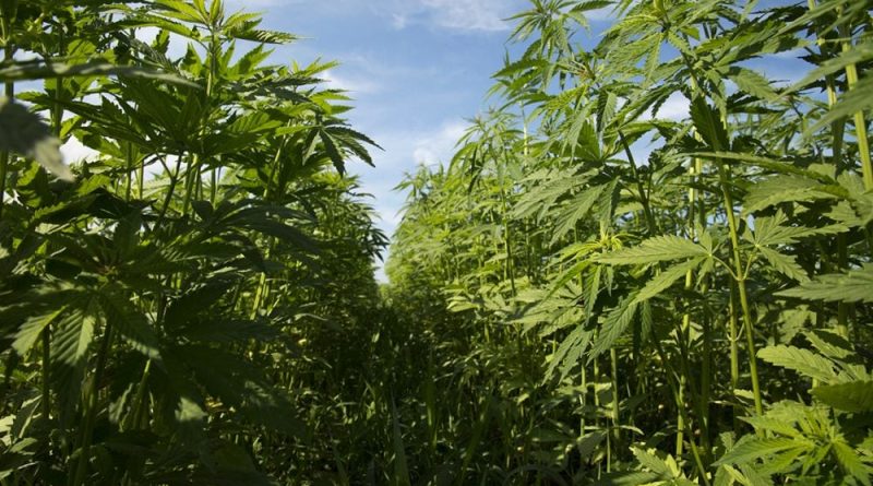 Kentucky Senate Passes Hemp Drinks Bill With Amendment Regulating, Instead Of Banning, Them