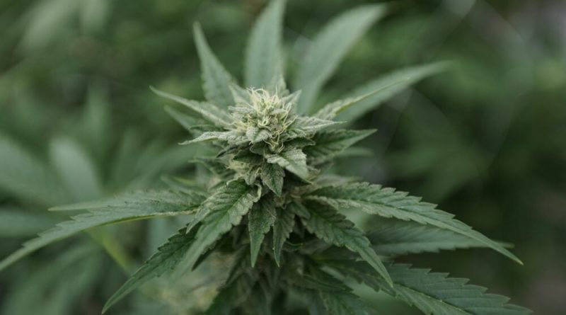 Minnesota Lawmakers, Cities And Businesses Raise Alarm Over State's Pending Marijuana Contracts With Tribal Nations