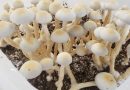 New Minnesota Bill Would Create State-Regulated Therapeutic Psilocybin Program