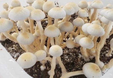 New Minnesota Bill Would Create State-Regulated Therapeutic Psilocybin Program