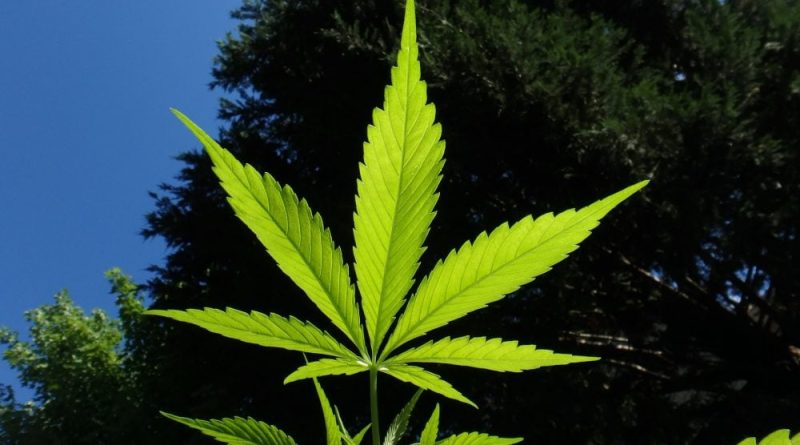 Pennsylvania officials talk cannabis legalization (Newsletter: March 3, 2025)