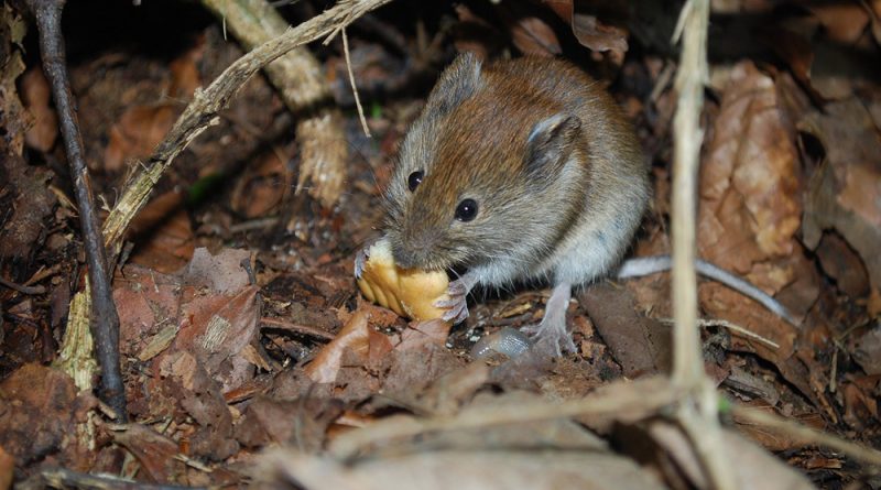 low-dose edibles and mice