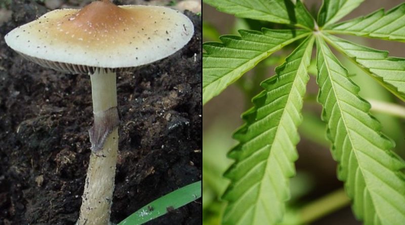 Veterans Groups Push For Marijuana And Psychedelics Reform At Joint Congressional Hearing