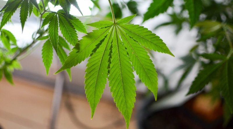 Washington Lawmakers Once Again Abandon Effort To Allow Adults To Grow Marijuana At Home