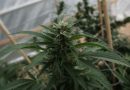 Cannabis rescheduling left out of White House's drug policy plan (Newsletter: April 7, 2025)