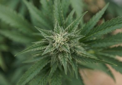 Congress discusses hemp and FDA's failure to regulate (Newsletter: April 10, 2025)
