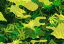Florida Bill To Make Medical Marijuana Cards Free For Military Veterans Passes House Unanimously