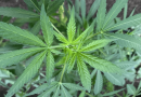 Louisiana Lawmaker Proposes Marijuana Legalization Pilot Program As 'Revenue Source' For The State