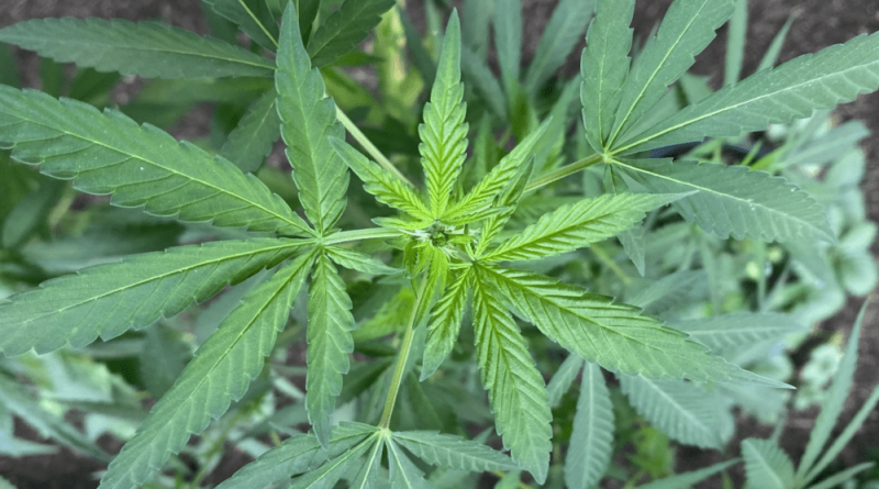 Louisiana Lawmaker Proposes Marijuana Legalization Pilot Program As 'Revenue Source' For The State
