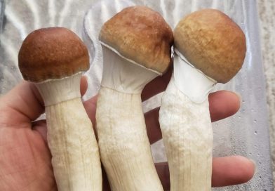 Maine Lawmakers Take Up Bill To Legalize Possession And Use Of Psilocybin By Adults
