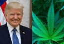 Marijuana Consumers Say They'll Increase Their Cannabis Use To Deal With The Trump Administration, Poll Shows