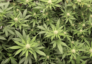 Maryland Bill To Shield Records For Pardoned Marijuana Offenses From Public Access Heads To Governor's Desk