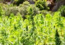 Missouri Bill To Regulate Intoxicating Hemp Products Stalls In Senate Following 7-Hour Filibuster