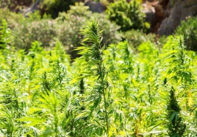 Missouri Bill To Regulate Intoxicating Hemp Products Stalls In Senate Following 7-Hour Filibuster