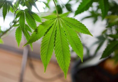 North Dakota Senate Committee Rejects Bill To Expand Marijuana Decriminalization That Had Already Passed House