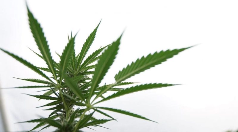 Rhode Island Lawmakers Take Up Bill To Require Healthcare Facilities To Allow Medical Marijuana Use By Terminally Ill Patients