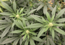 Two More Hawaii Senate Committees Vote To Allow Medical Marijuana For Any Condition That Doctors Say Is ‘Appropriate’
