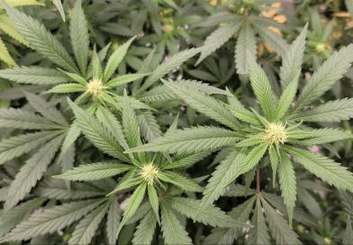 Two More Hawaii Senate Committees Vote To Allow Medical Marijuana For Any Condition That Doctors Say Is ‘Appropriate’