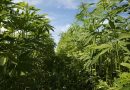 Watch Live: Hemp Industry Expert Testifies Before Congressional Committee On FDA Inaction Around CBD And Intoxicating Cannabinoid Products