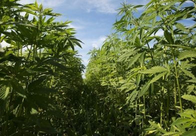 Watch Live: Hemp Industry Expert Testifies Before Congressional Committee On FDA Inaction Around CBD And Intoxicating Cannabinoid Products