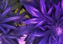 DEA links cannabis to mental health issues (Newsletter: May 30, 2025)