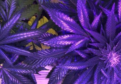 DEA links cannabis to mental health issues (Newsletter: May 30, 2025)