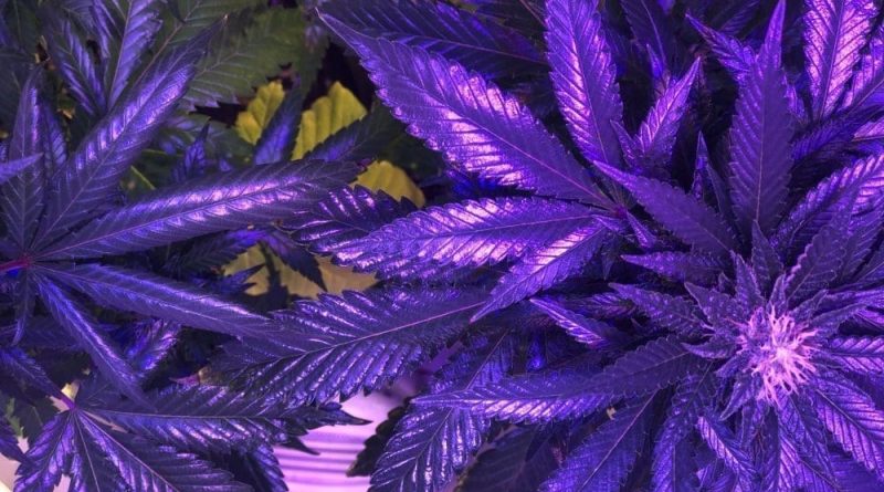 DEA links cannabis to mental health issues (Newsletter: May 30, 2025)