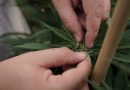 FBI Grants Delaware Marijuana Officials A Fingerprint Service Code, Allowing Launch Of Legal Market To Proceed