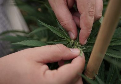 FBI Grants Delaware Marijuana Officials A Fingerprint Service Code, Allowing Launch Of Legal Market To Proceed