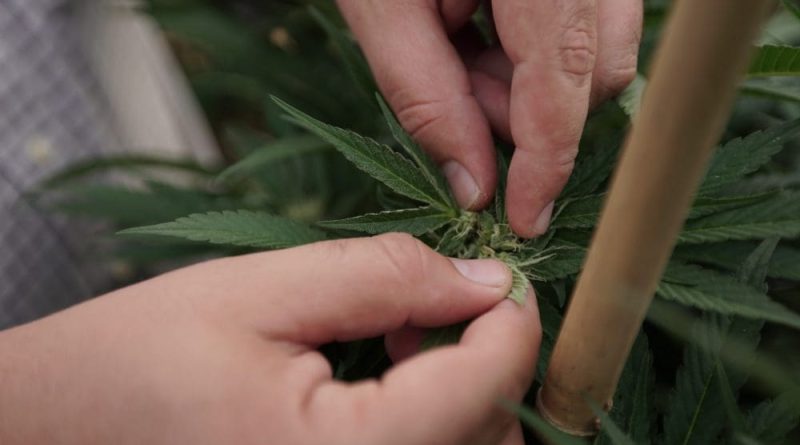 FBI Grants Delaware Marijuana Officials A Fingerprint Service Code, Allowing Launch Of Legal Market To Proceed