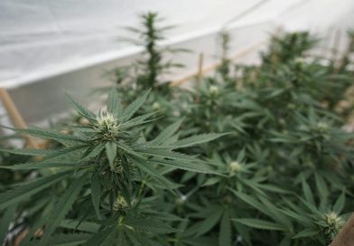 Federal court rejects cannabis companies' lawsuit (Newsletter: May 28, 2025)