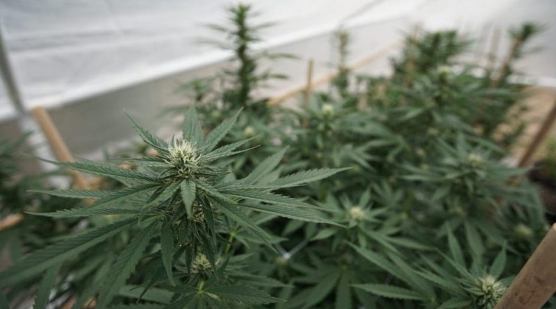 Federal court rejects cannabis companies' lawsuit (Newsletter: May 28, 2025)