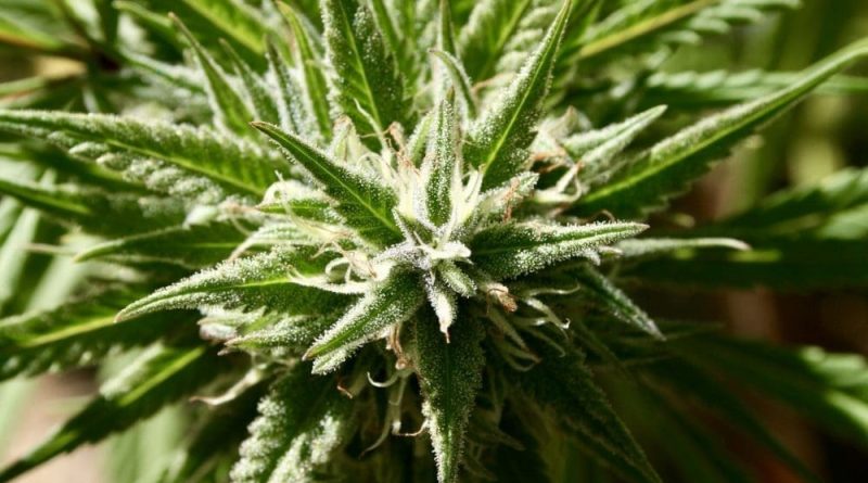 Four In Five Texas Voters Support Legalizing Marijuana In Some Form, Poll Shows