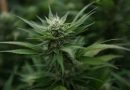 GOP-Led Wisconsin Committee Cuts Governor's Marijuana Legalization Proposal From Budget
