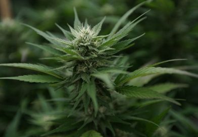 GOP-Led Wisconsin Committee Cuts Governor's Marijuana Legalization Proposal From Budget